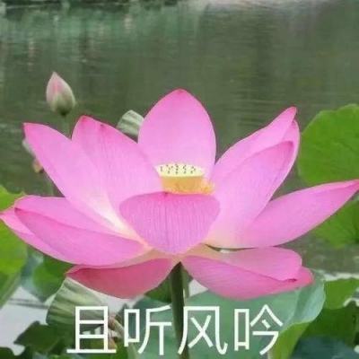 九游平台大航海时代5手游下载